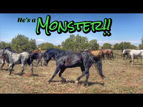 Releasing the STUDS Part 2 - MONSTER & RKR #horseranch