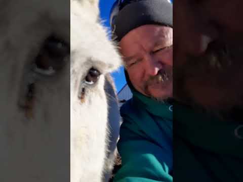 Selfie Time in the Corral #donkeys #quarterhorse #highlandcows #funny