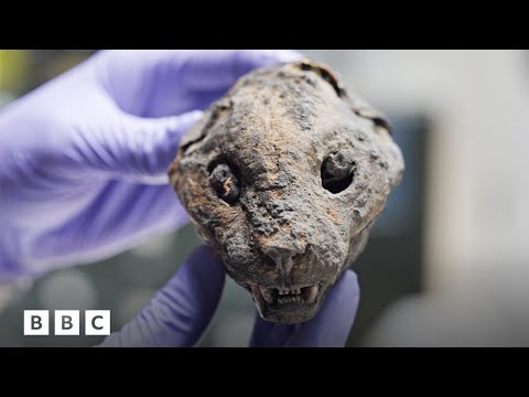 How 180,000 mummified cats ended up in England | BBC Global