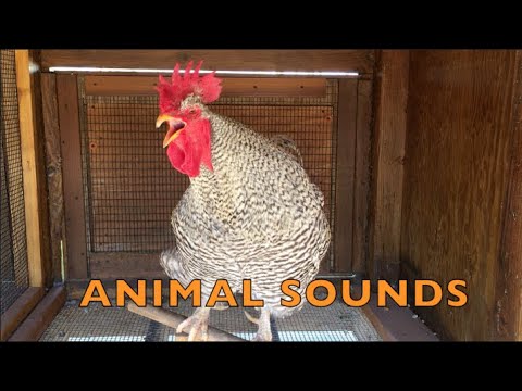 FARM ANIMAL SOUNDS (real) | Animals Funny | FALL AT THE FARM