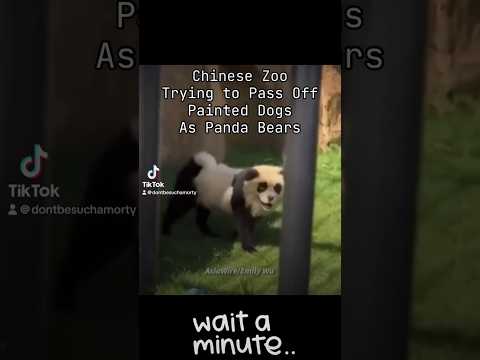 🐶 Chinese "Pandas" 🐼 #pandas #china #dogs