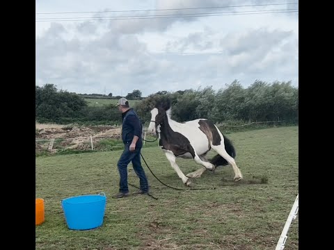 Huge horse terrified of snakes!! how can i help?