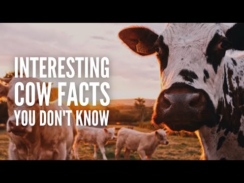 30 Interesting Cow Facts You Probably Didn’t Know