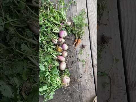 Pre-Spring Garden Harvest! 2/24