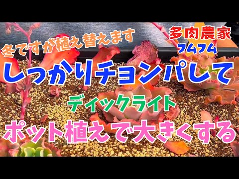 【多肉植物】あたまチョンパしてポットに植え替えやっていきまーす✨