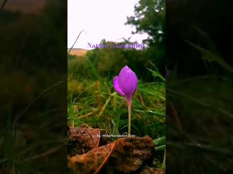 Nature is beautiful! 🌸😊❤️#naturelovers #romania #dmp #nature #planet #flowers #reels #relaxingsounds