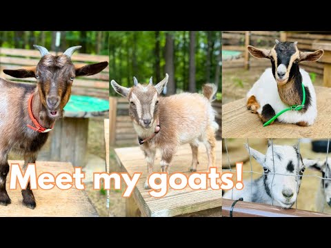 All of my goats personalities |meet all of my goats|