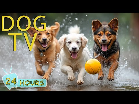 DOG TV for Dogs to Watch: Video Entertain for Dogs - Prevent Boredom & Anxiety with Music for Dogs