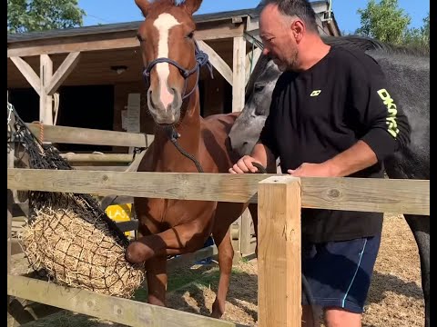 AWAYS KEEP CALM !! Jimmy has a leg caught deep in a hay net and starts to panic .