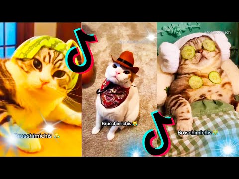 🤣 Mejores Videos de Gatos Bruschimichis | Compilación Divertida de Gatos Graciosos