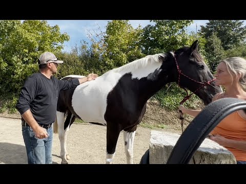 How to improve a horse's dipped back