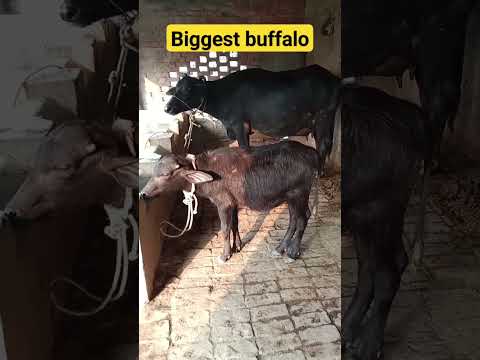 #biggest 🇮🇳#buffalo #market 🇮🇳 #in 🇮🇳 #india 🇮🇳 #2023 @buffalo1s