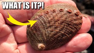 Abalone Facts: a SNAIL with HOLES?! 🐌 Animal Fact Files