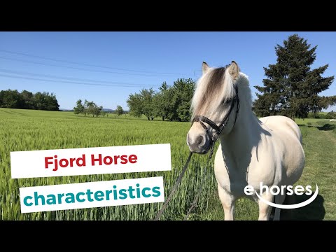 Fjord Horse  | characteristics, origin & disciplines