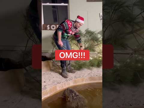 Alligator Christmas Tree FAIL 😱🎄🐊#shorts #alligator