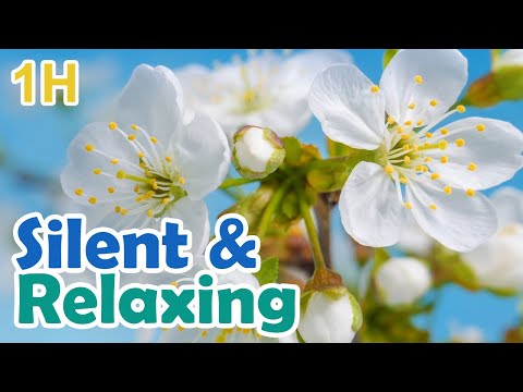 long Relaxing Screensaver of Field flowers video loop no sound no music