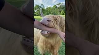 This Scottish highland COW needs his/her hair up!