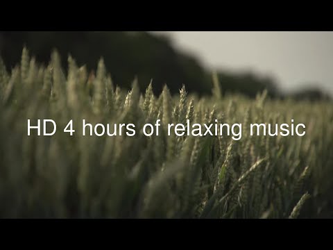 HD 4 Hours of a wheat field blowing gently in the breeze with relaxing music playing