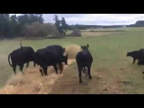 beautiful cow tiktok