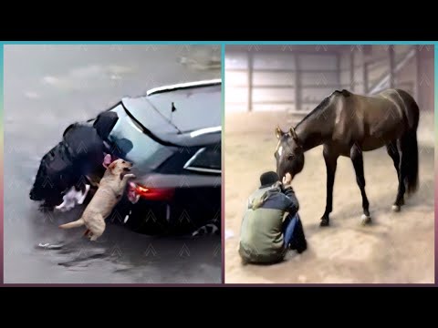 Most UNBELIEVABLE Animal Moments Ever Caught On Camera