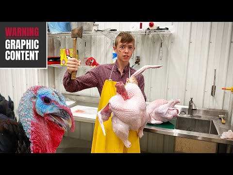 How We Butcher Turkeys