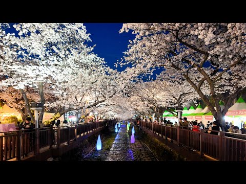 🌸KOREA JINHAE cherry blossom festival |  Yeoujwa stream Romance Bridge in a sunset evening