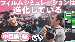 【Fujifilm】フジのフィルムシミュレーションで中目黒桜スナップ対決 新旧X-T5 vs T1