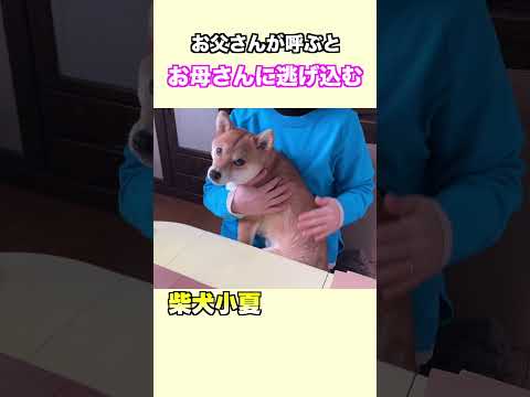 お父さんが呼ぶとお母さんに逃げ込む #柴犬