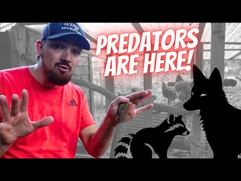 A Predator Is ATTACKING ALL Our Chickens...(we caught it)