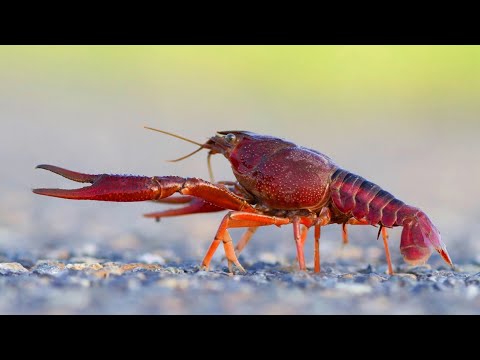 Subphylum Crustacea Part 3: Malacostraca, Branchiopoda, and More