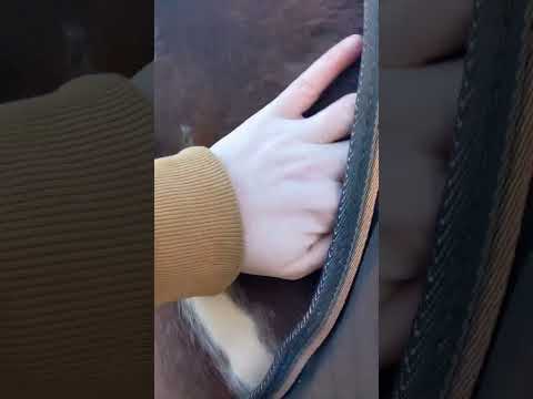 Blanketing horses in the cold months. #horse #whentoblanketmyhorse #winterhorsemanagment #horsetips