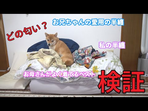 【検証】誰の匂いが好き？いつの布団に家族の服がいっぱい！　柴犬小夏　後編グランデリ、フレシャス