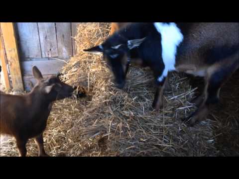 Goats Playing with Straw