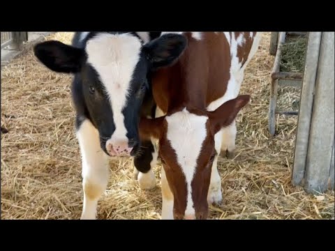 BABY FARM ANIMAL MOMENTS: baby bull calves, crowing roosters & giggling children