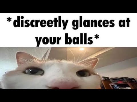 cat gifs added with sounds 1