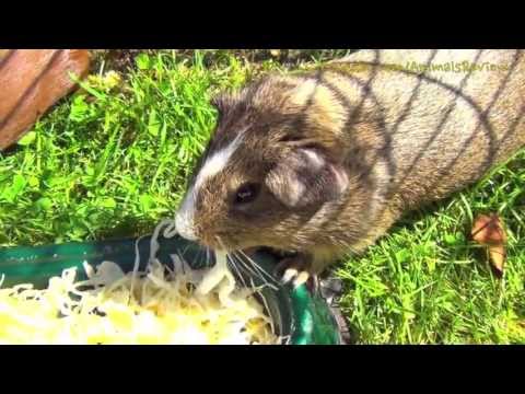 My Guinea Pigs Eating Shredded Cabbage - Part 2