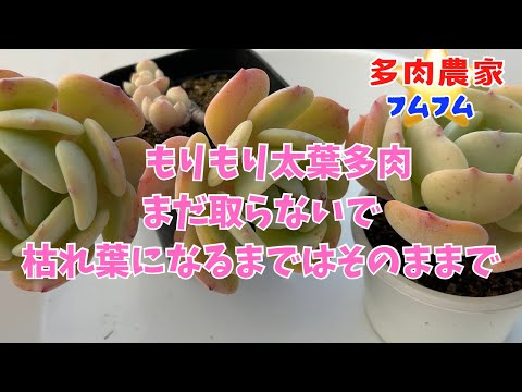 【多肉植物】太葉多肉ピッチガール✨葉挿しを取りながらポット植えやります♪