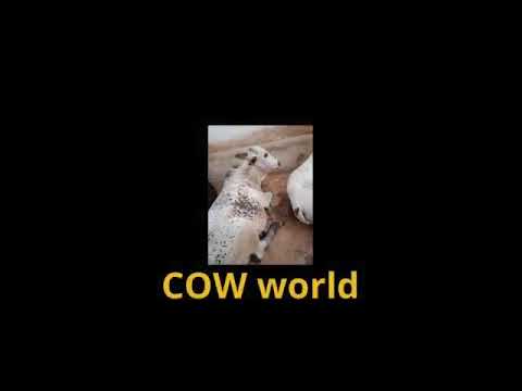 beautiful cow tiktok video