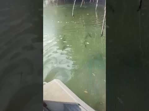 Mangrove jack and barramundi following the dinghy.