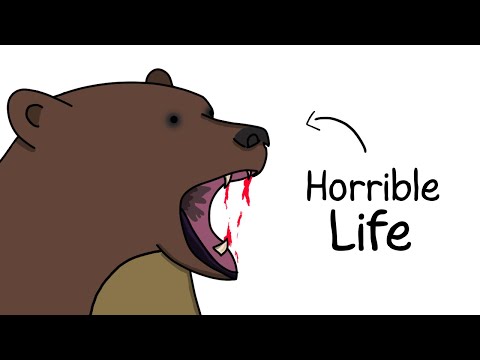 Why It Sucks to Be Born as a Brown Bear