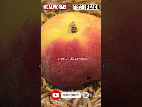 5000 MEALWORMS  VS  PEACH, Time Lapse #shorts