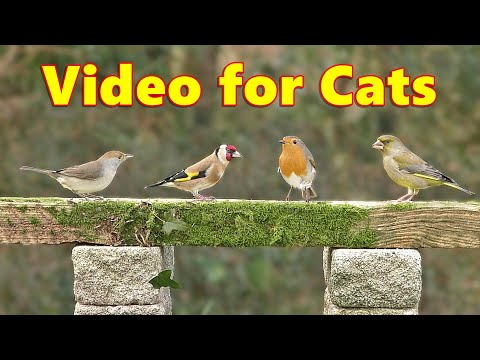 Cat TV ~ Birds on Stage Stimulation Videos for Cats to Watch