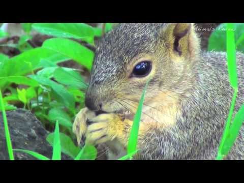 Cute Squirrel Eats Some Food - Very Close Up