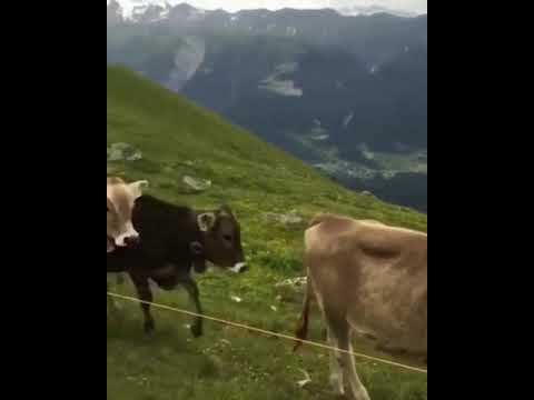 cow enjoying nature