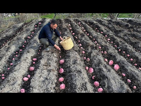 Pancakes made from Homemade Potatoes from the Garden! Rural Life