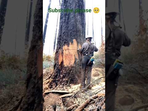 Cutting of trees in forest by ladies | #shortvideo #quran #1million