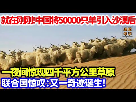 就在刚刚！中国将50000只羊引入沙漠后，一夜间惊现四千平方公里草原，联合国惊叹：又一奇迹诞生！#沙漠 #羊 #绿化