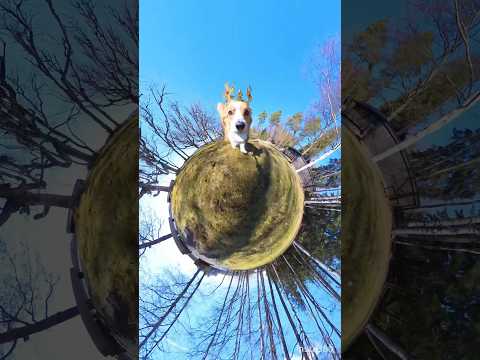 The king of the world 👑 @insta360 #insta360dogmode #insta360X3