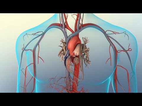 Understanding Your Heart Beat