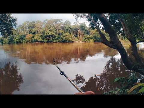 MANCING UMPAN MARAM 😂 || MANCING IKAN BAUNG #008